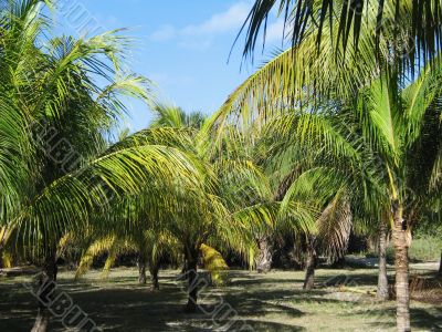 palm tree leaves and blue sky