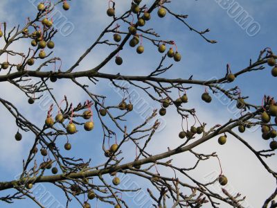 fruit in a tree and sky