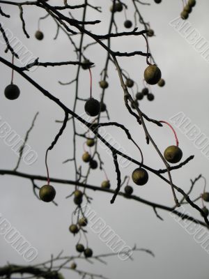 fruit in a tree and sky