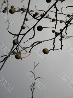 fruit in a tree