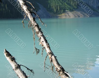 old trees in front of a green lake