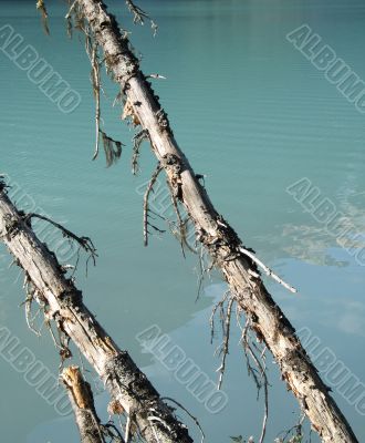 old trees in front of a green lake