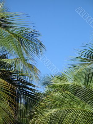 palm tree leaves and blue sky