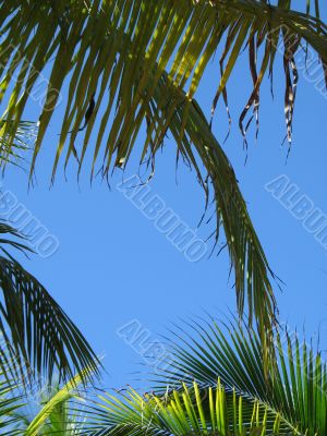 palm tree leaves and blue sky