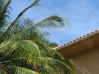 palm tree leaves and blue sky