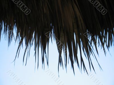 palm tree leaves and blue sky