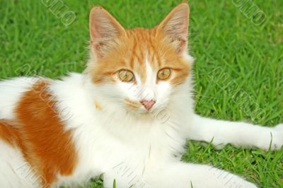Kitten