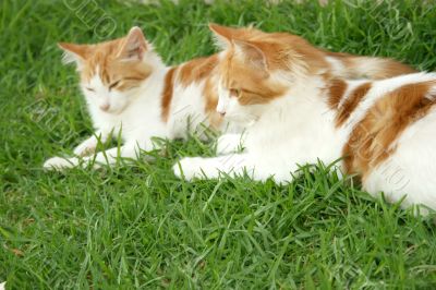 Two cats