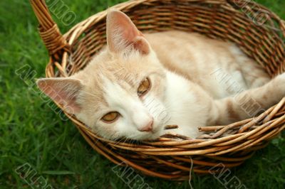 Kitten