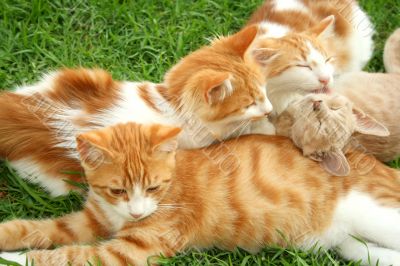 Kittens