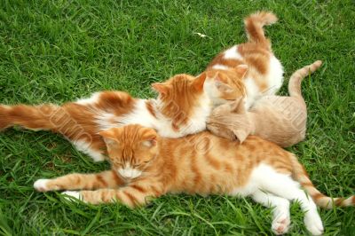Kittens
