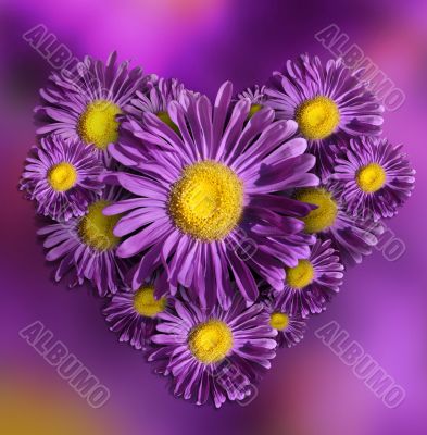 Flower violet heart