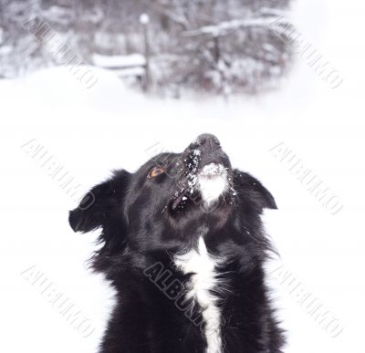 Dog with a white tie