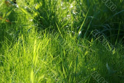 Macro grass