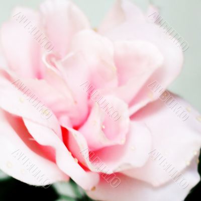 decorative rose