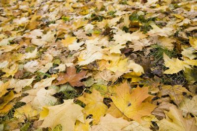 Autumn maple leaves