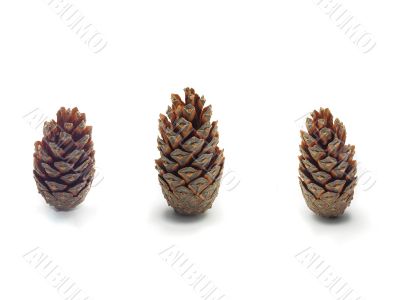 pinecones