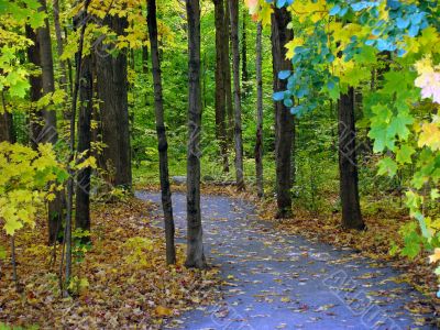 Fall foliage