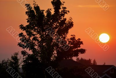 Orange sunset with black tree
