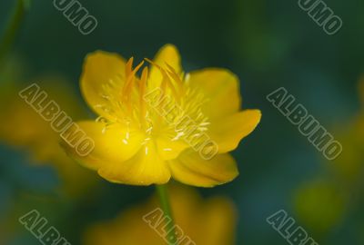 Flower of yellow Trolius Asiaticus