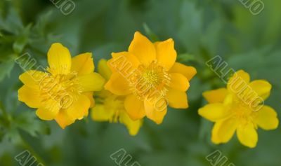3 Flower of yellow Trolius Asiaticus