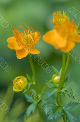 Flowers of yellow Trolius Asiaticus