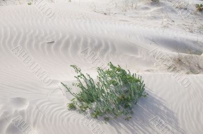 Windy day at the beach