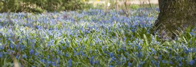 spring panoramic view, thousands of bluebells