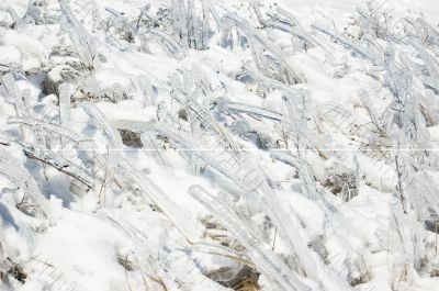 Frozen grass
