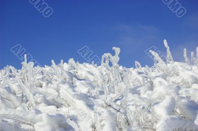 Frozen branches