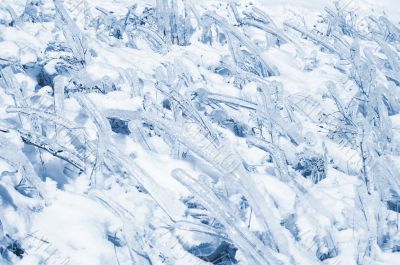 Frozen grass