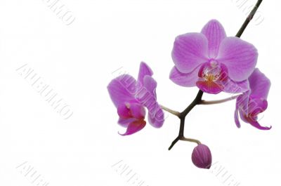 Beautiful tropical orchids.