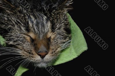 Wet cat