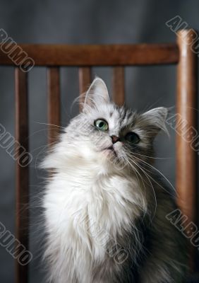 Grey cat