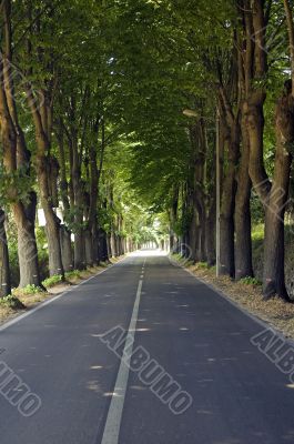 From Lucca to Camaiore (Tuscany) - Road