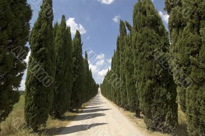 Road with cypresses in Tuscany