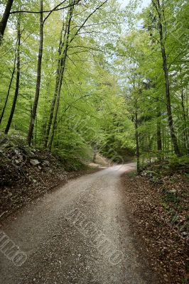 Path