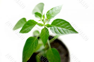 Plant