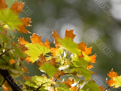Leaves