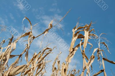 Corn