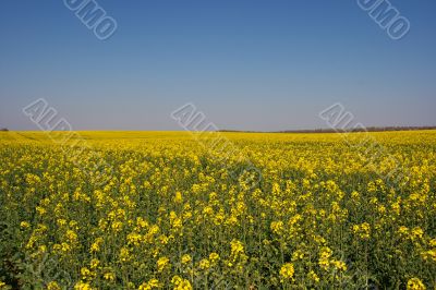 Field