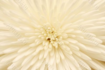 white chrysanthemum