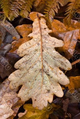 autumn oak leaf