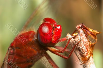 Dragonfly - sympetrum sp