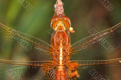 Dragonfly - sympetrum sp