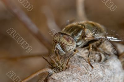 Horsefly  -haematopota pluvialis