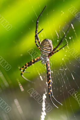 Spider -Argiope bruennichi