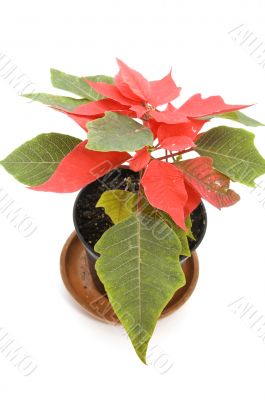 poinsettia flower macro