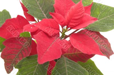 poinsettia flower