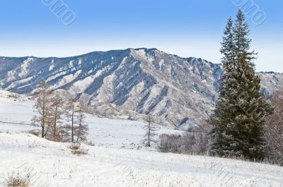 Peak of mountain and fur-tree.